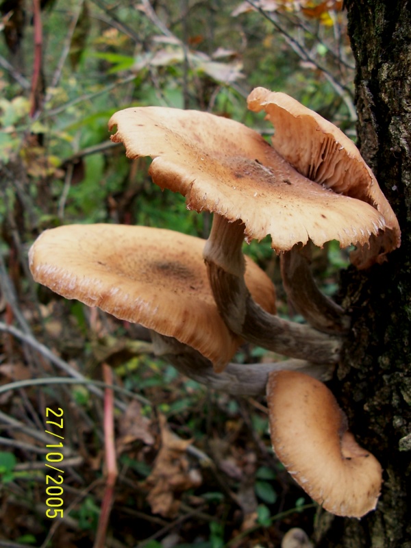 Armillaria mellea e Lepista inversa